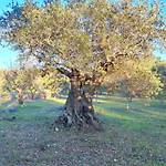 Casa de hóspedes Viale Del Sole - Le Dimore 3*